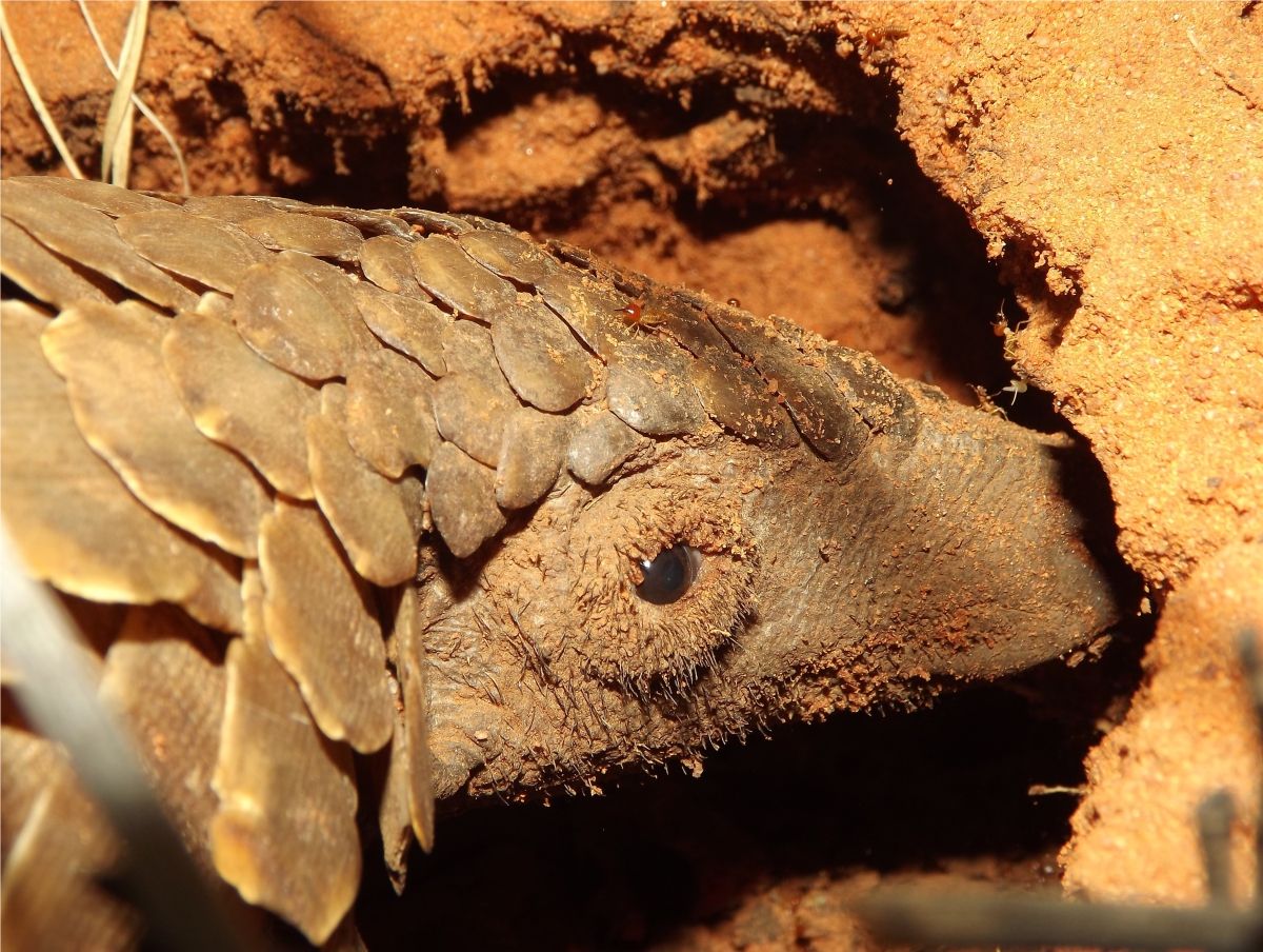 Pangolins and climate change │Tswalu Kalahari Reserve