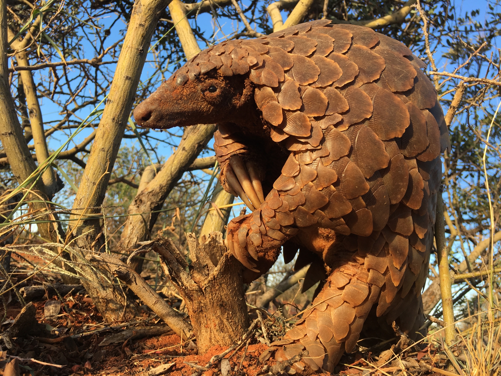 Temminck pangolin's diet and climate change Research Tswalu Kalahari