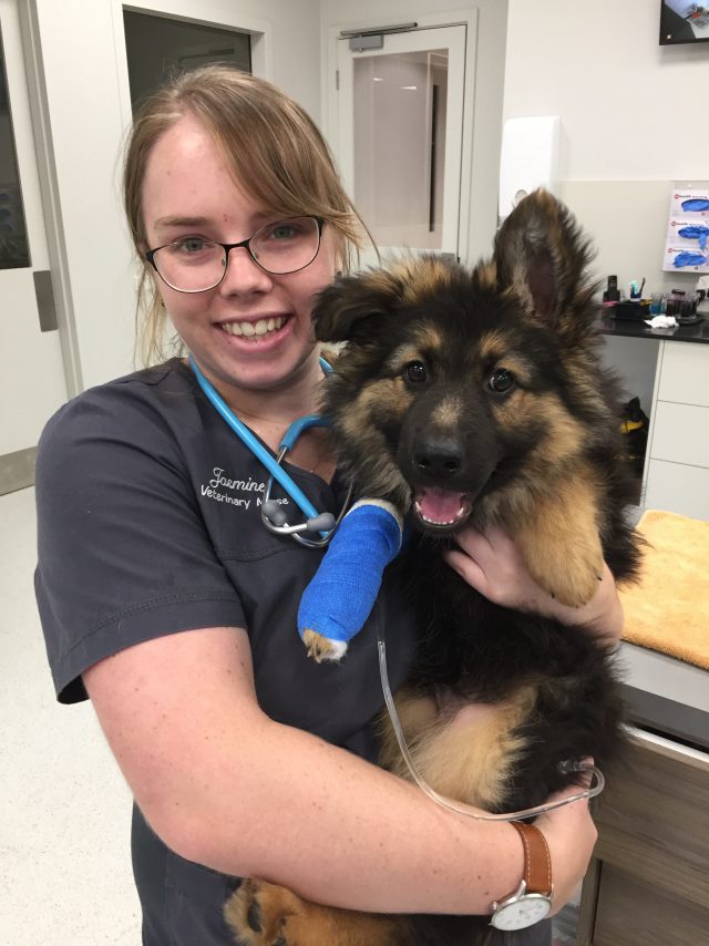 a Veterinary Nurse Tea Tree Gully Veterinary Hospital
