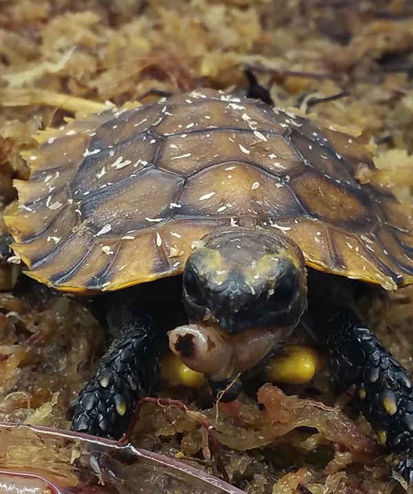 Turtle & Tortoise Preservation Group