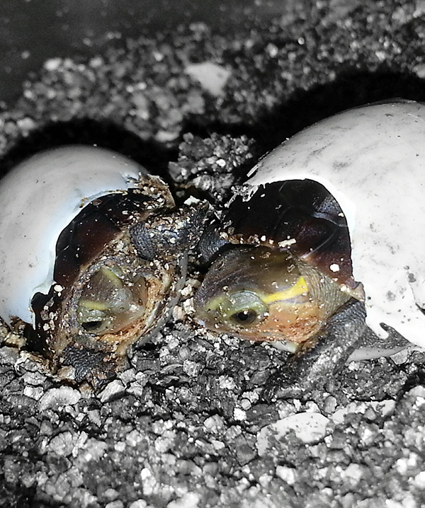 Turtle & Tortoise Preservation Group