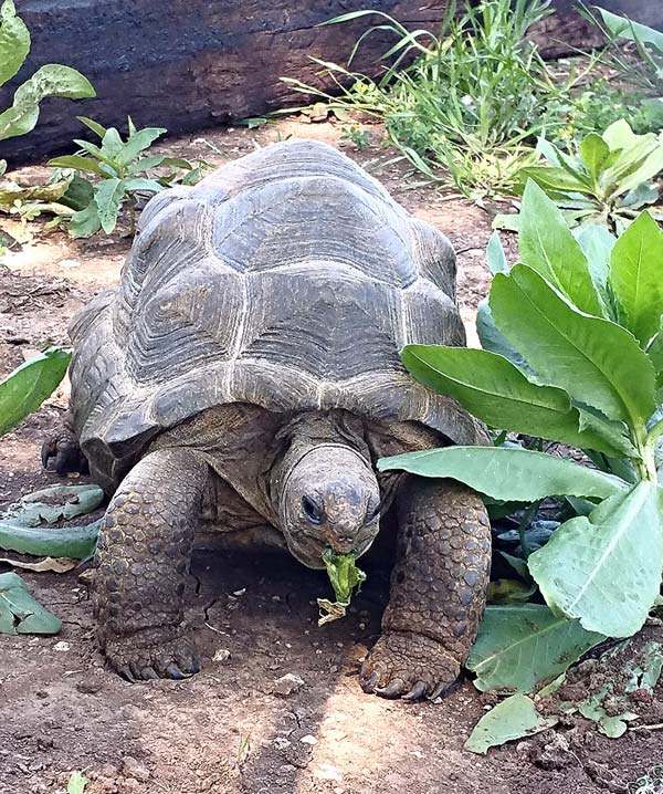 Turtle & Tortoise Preservation Group