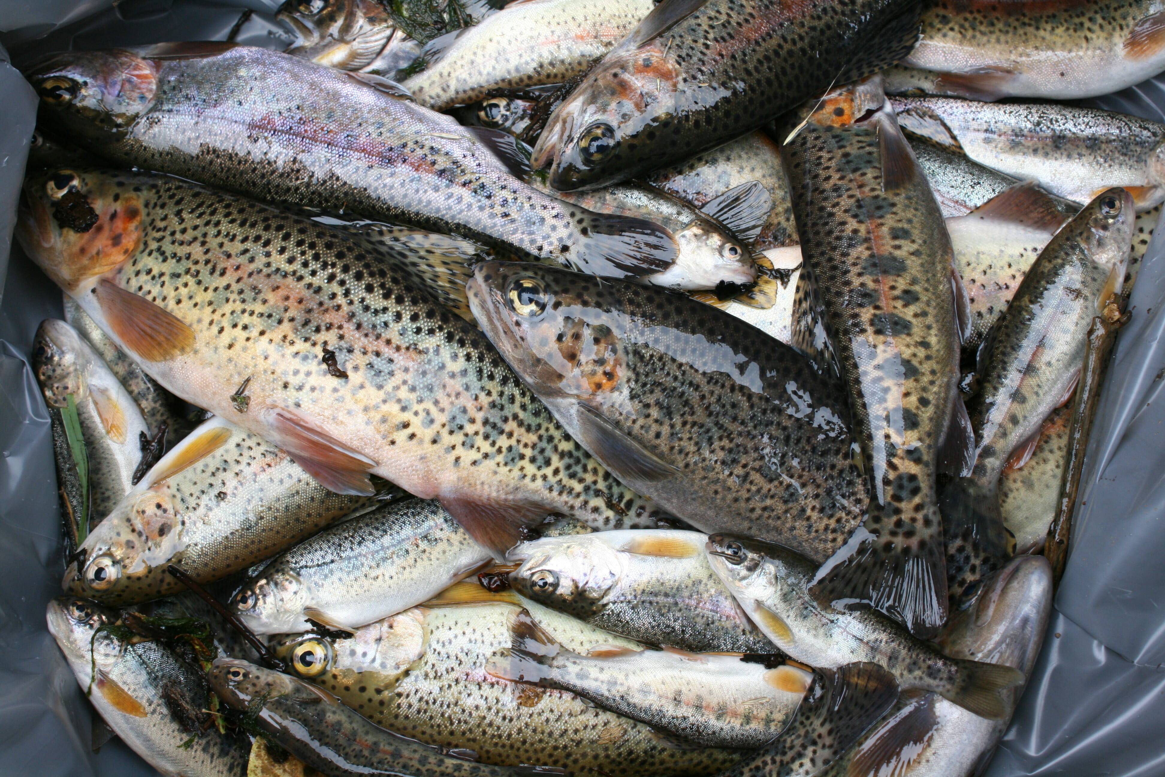 Mill Creek Cutthroat Restoration Project Complete Trout Unlimited