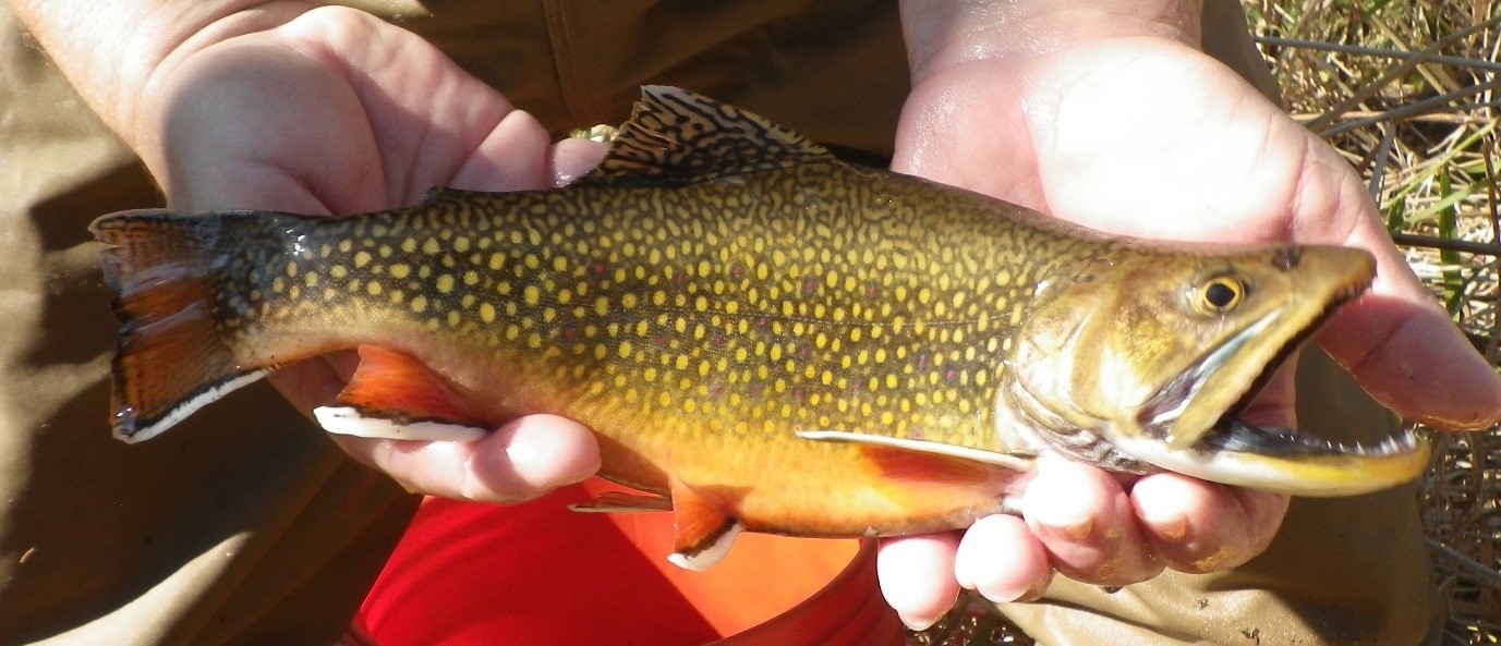 Driftless Science Review Trout Unlimited
