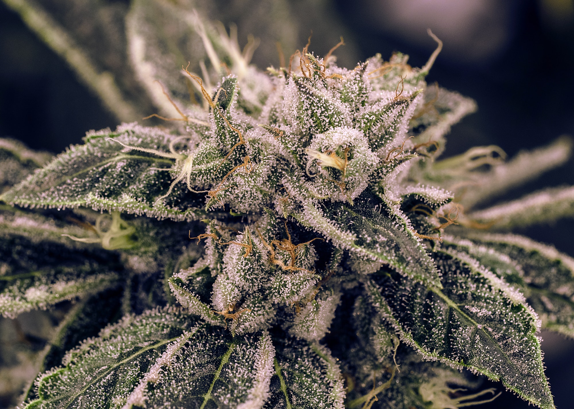 Which Cannabis Strains are Best for Me? 2024 Guide