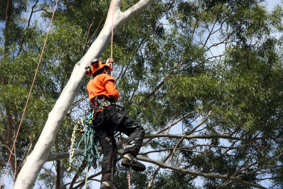 What's The Difference Between Tree Lopping and Tree Pruning