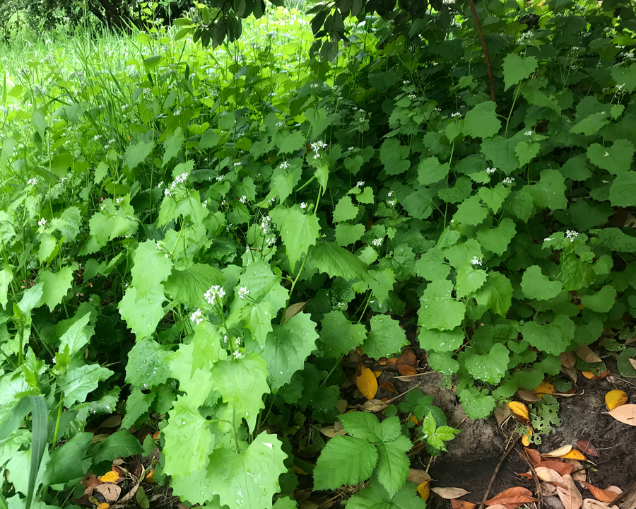 Garlic Mustard (Alliaria petiolata) Tualatin Soil and Water