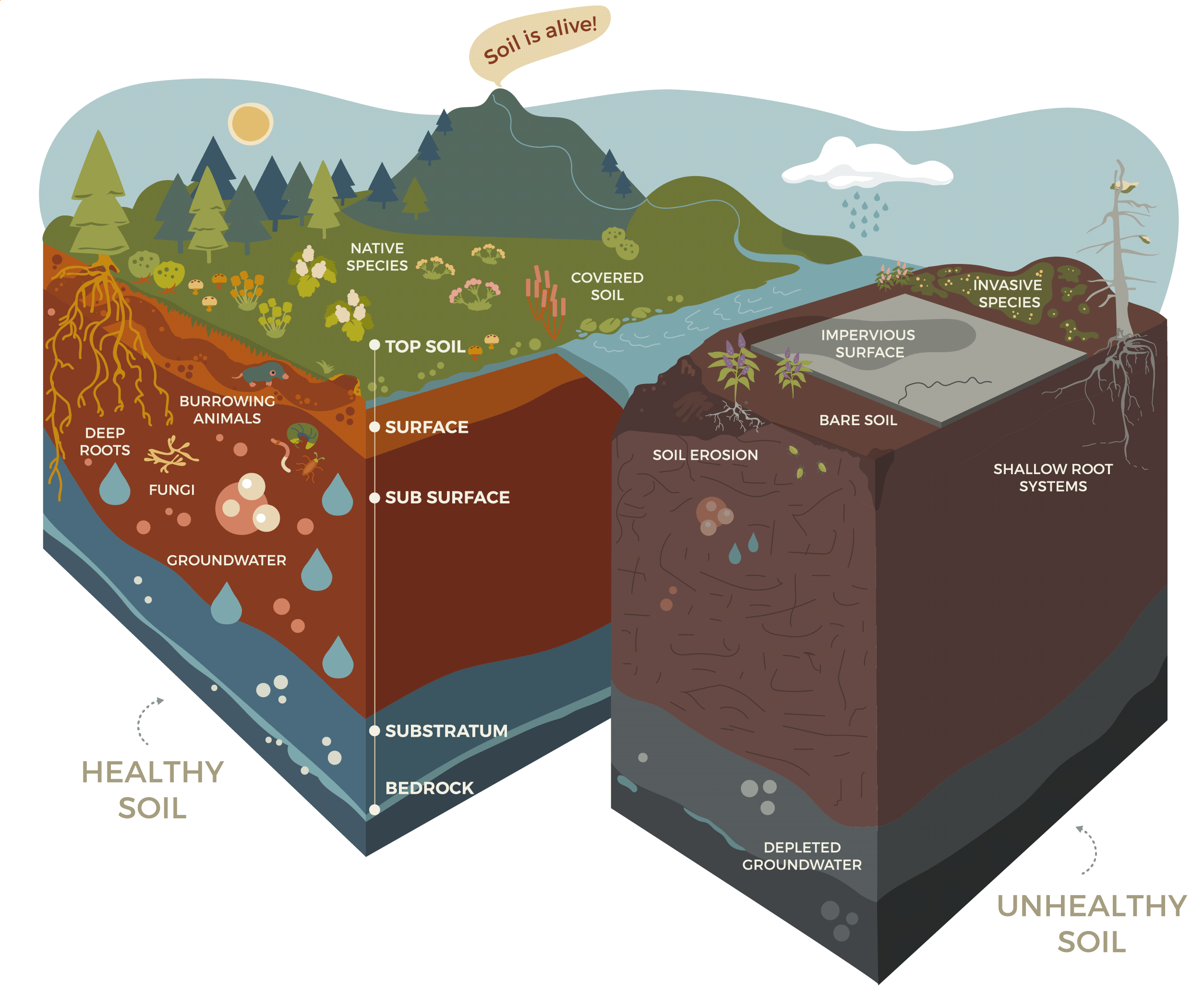 Healthy Soil Tualatin Soil and Water Conservation District