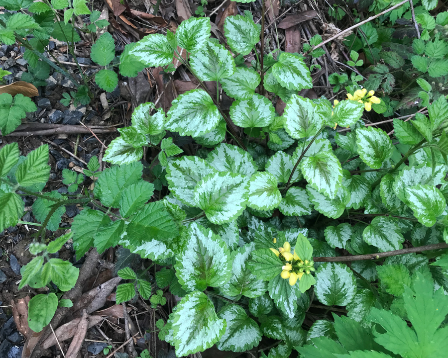 Yellow Archangel (Lamiastrum galeobdolon) Tualatin Soil and Water Conservation District