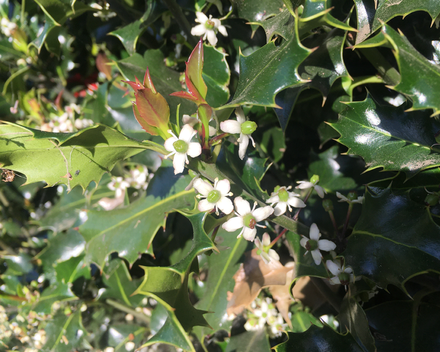 English Holly (Ilex aquifolium) Tualatin SWCD Washington County
