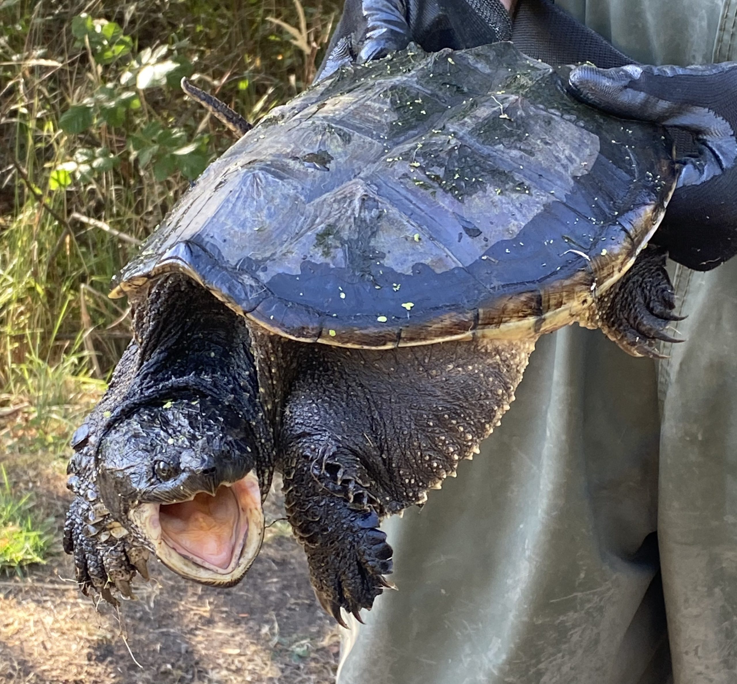 A Guide to Native and Invasive Turtles in Oregon Tualatin Soil and