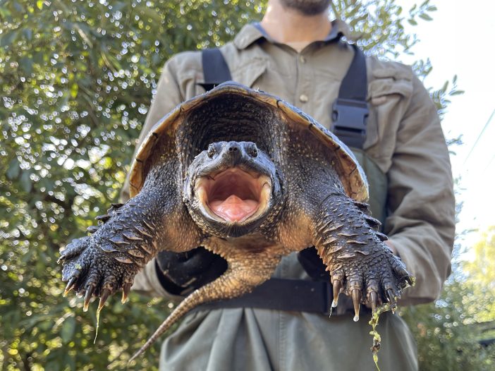A Guide to Native and Invasive Turtles in Oregon Tualatin Soil and