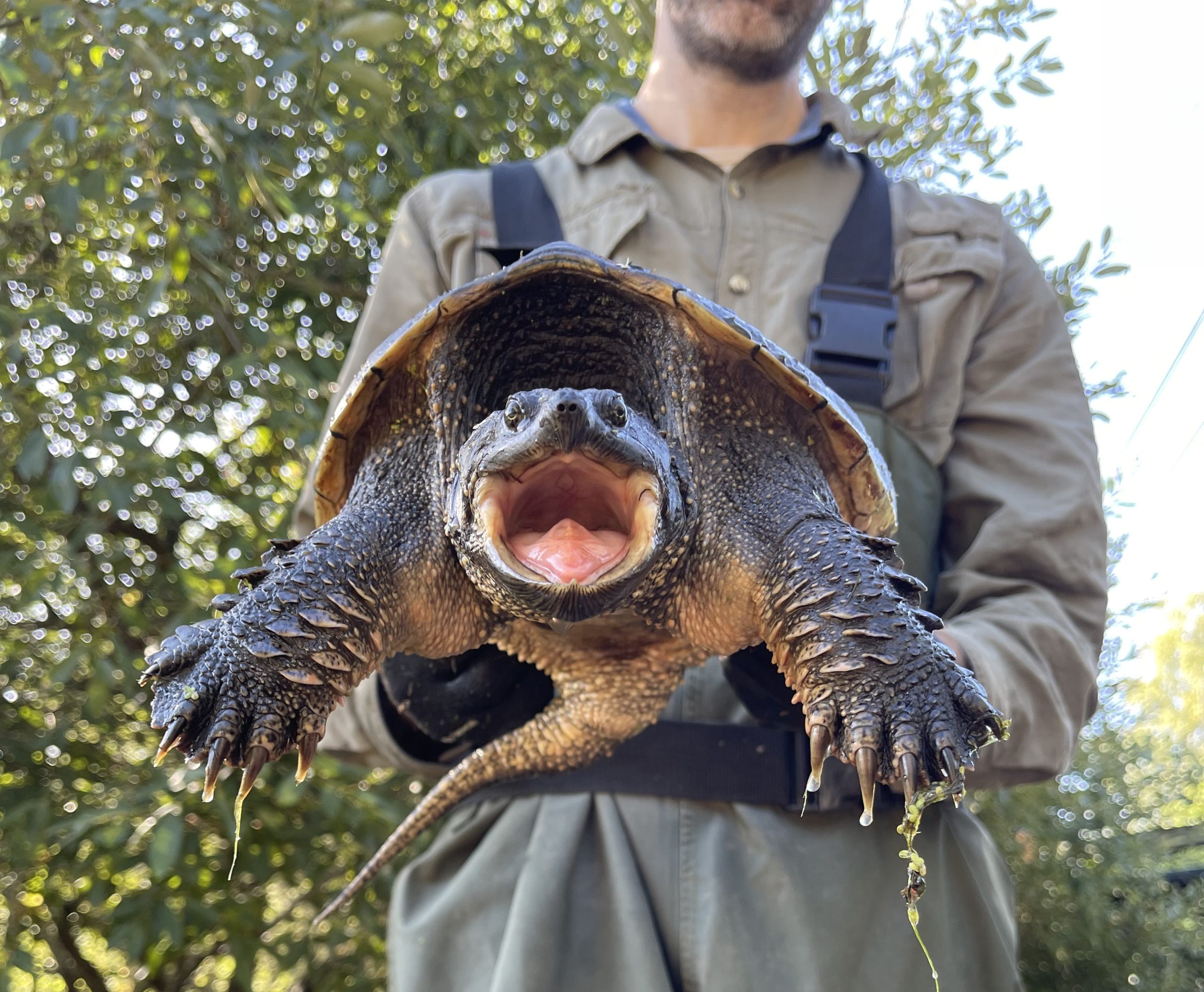 A Guide to Native and Invasive Turtles in Oregon Tualatin Soil and