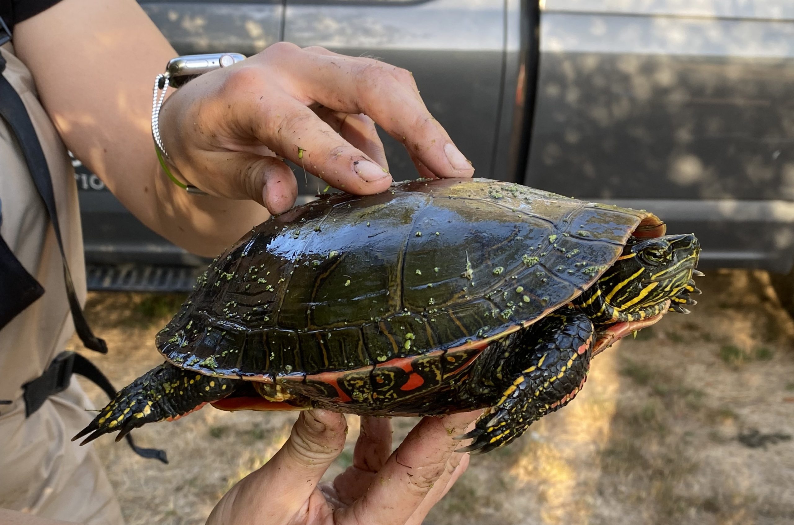 A Guide to Native and Invasive Turtles in Oregon Tualatin Soil and