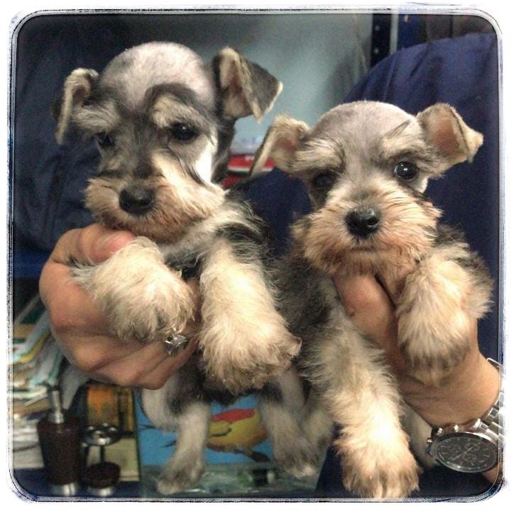 SCHNAUZER MINIATURA Tu Venta de Cachorros