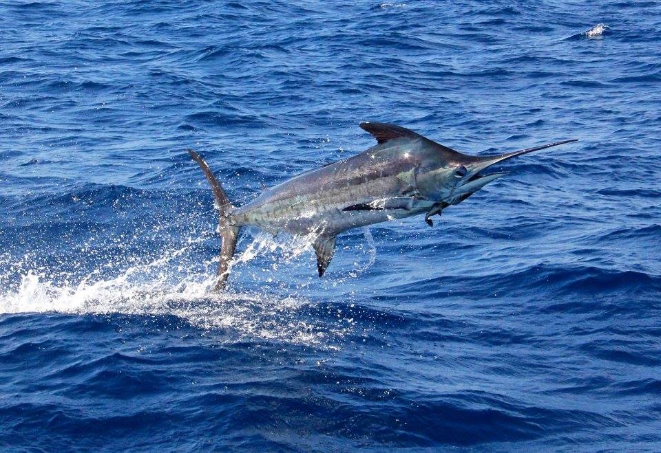Best Saltwater and Freshwater fishing in Costa Rica Tucanes Tours