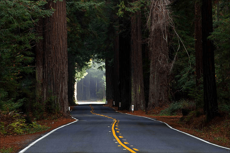 Tour the Avenue of the Giants