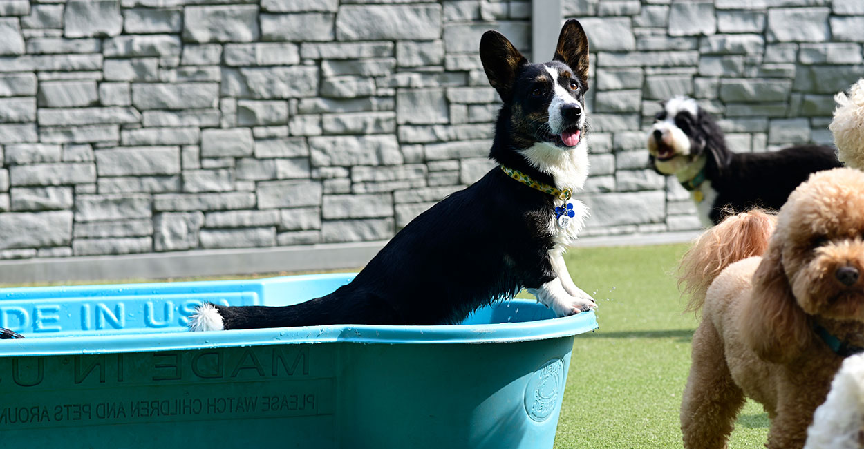 Check Boarding Rates Tucker Pup's Pet Resort