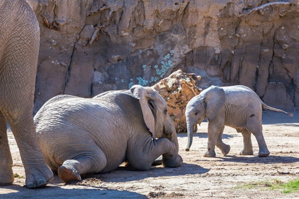 Reid Park Zoo Tucson Attractions