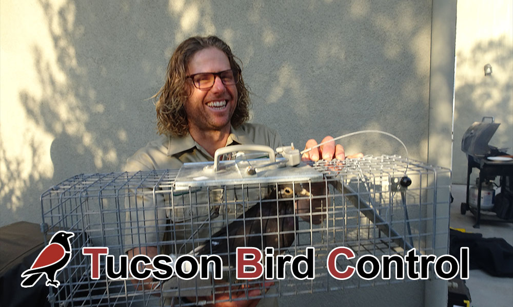 Tucson Bird Control