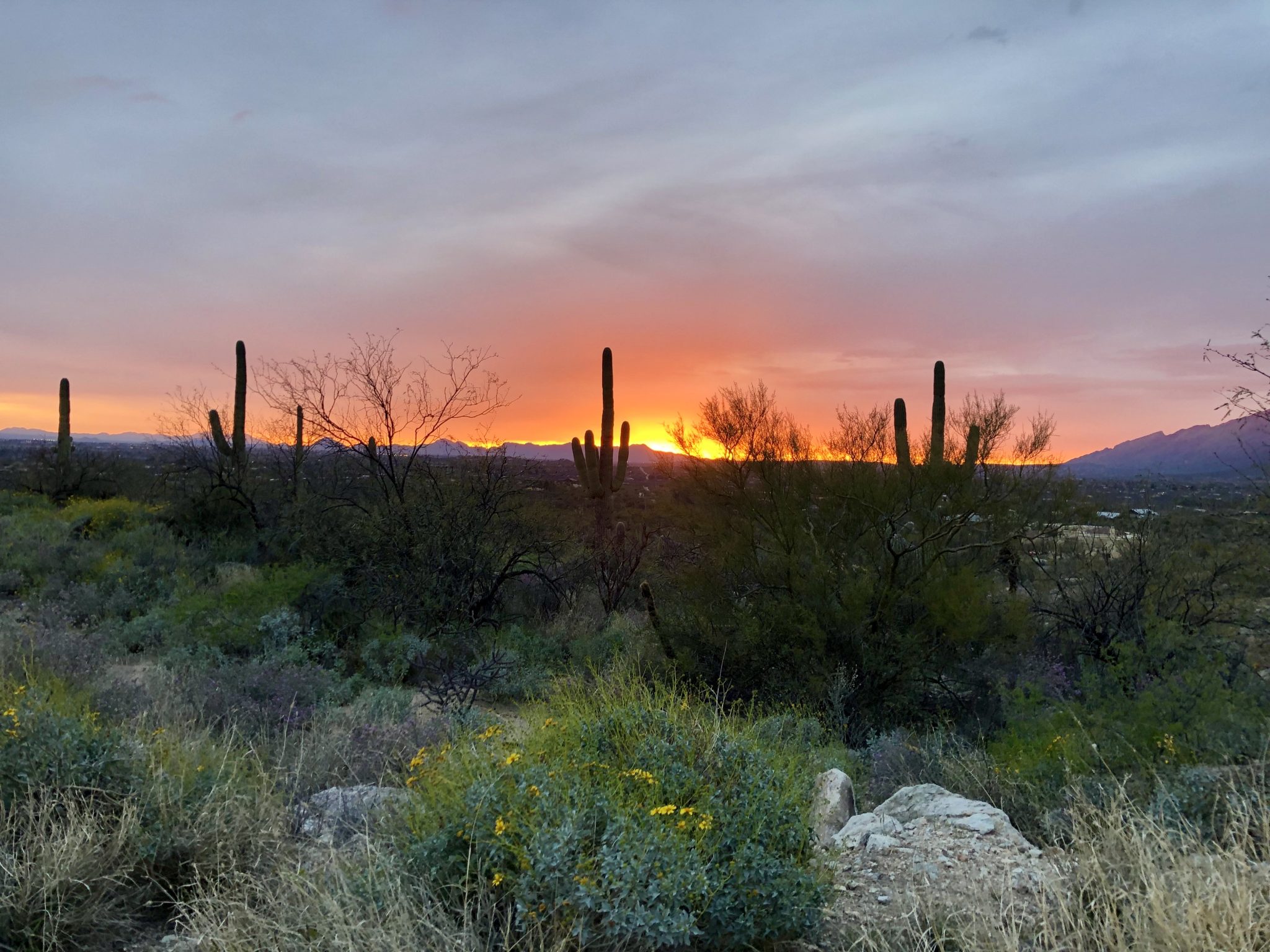 Palo Verde Ranch Custom Property 350,000 Tucson MLS 22012726