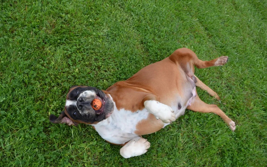 Complete Guide on the Many Benefits of Artificial Grass for Dogs