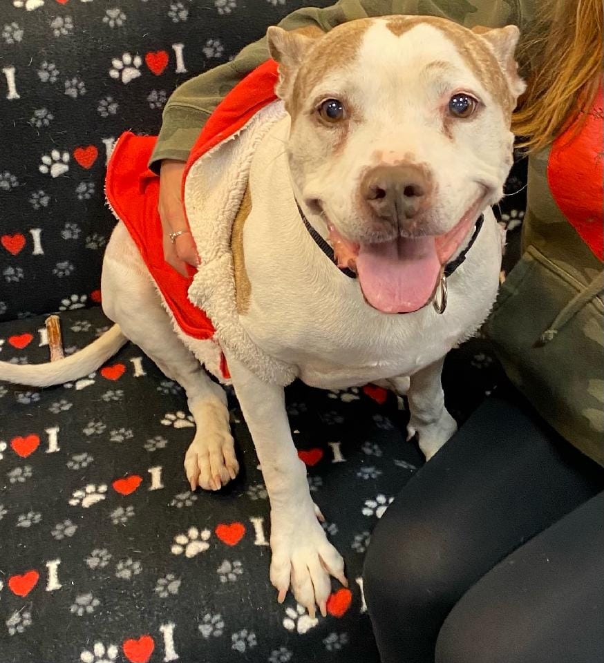 Dogs Adopted! TUCSON RESCUE NOW