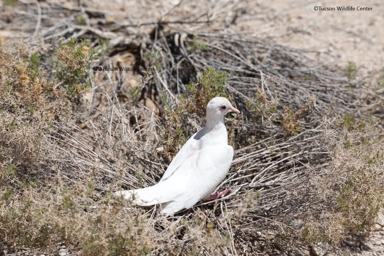 Albino Dove release Tucson Wildlife Center