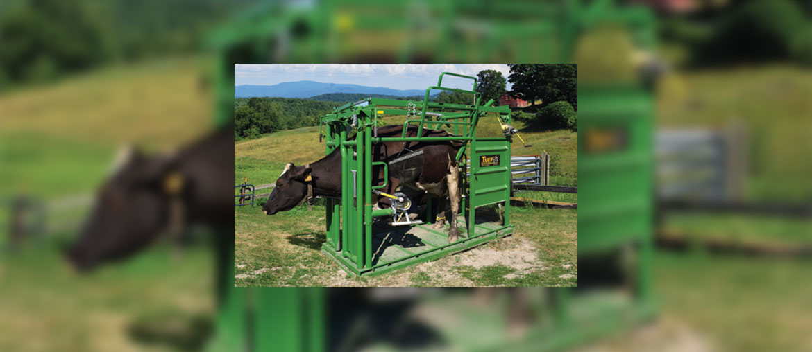Hoof Trimming Chute Tuff Livestock Equipment