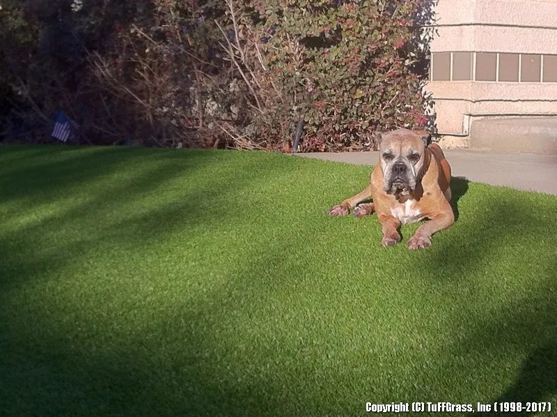Examples of Our Work Artificial Turf Grass Installation by TuFFGrass