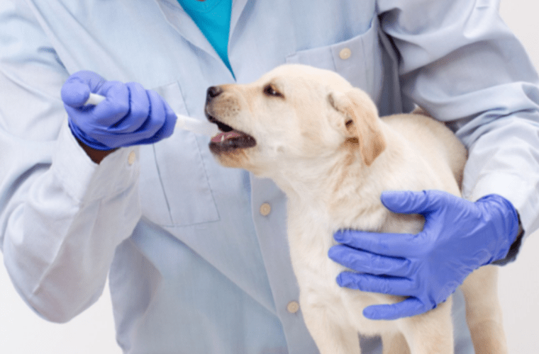 Diagnostic Technology Innovations in Animal Healthcare Tuffy Dog The Best Toys for Your Dog