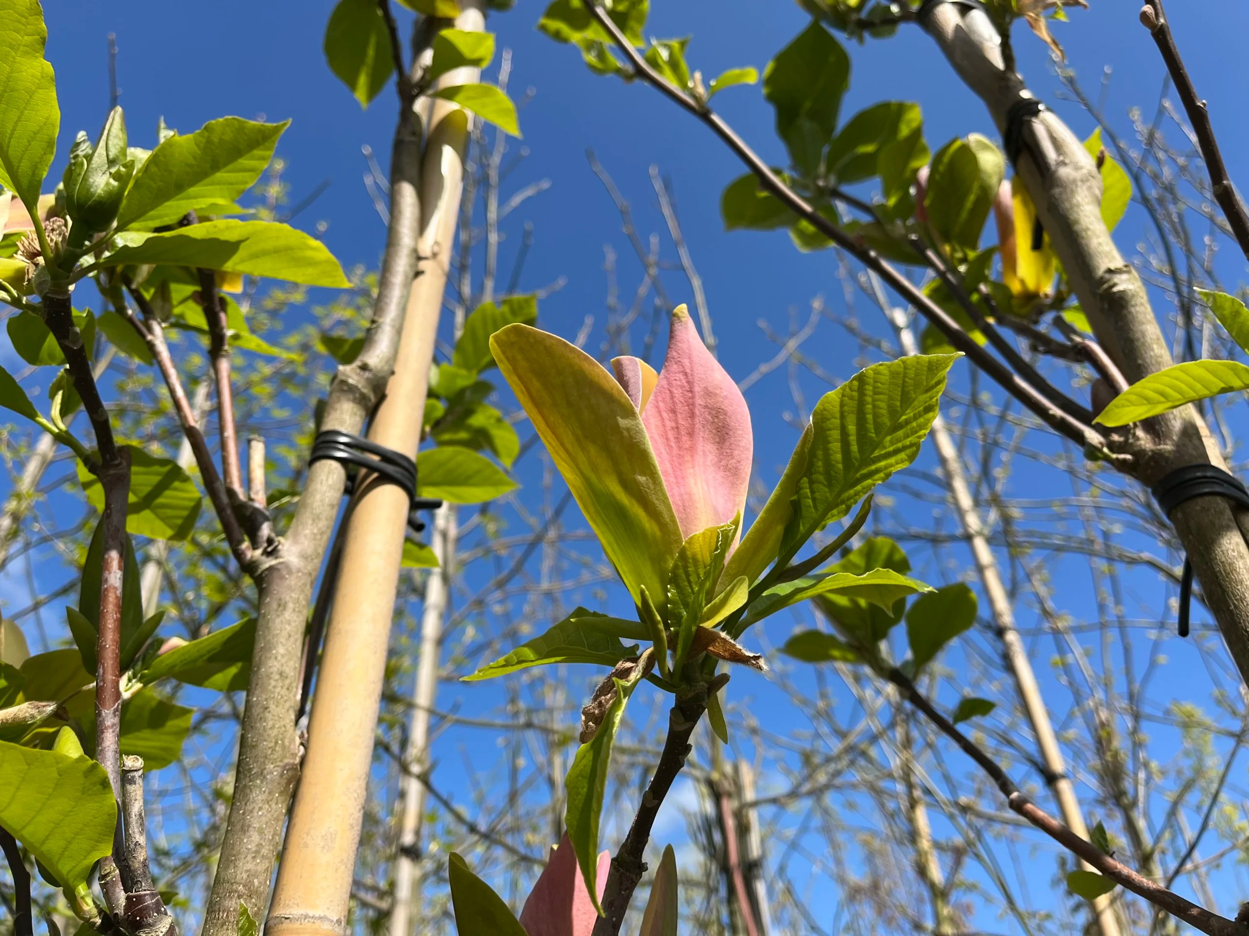 Magnolia’s zo kun je ze het beste snoeien en — De leukste
