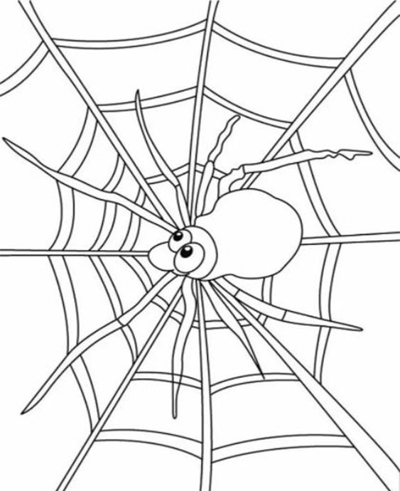 Free & Easy To Print Spider Coloring Pages - Tulamama