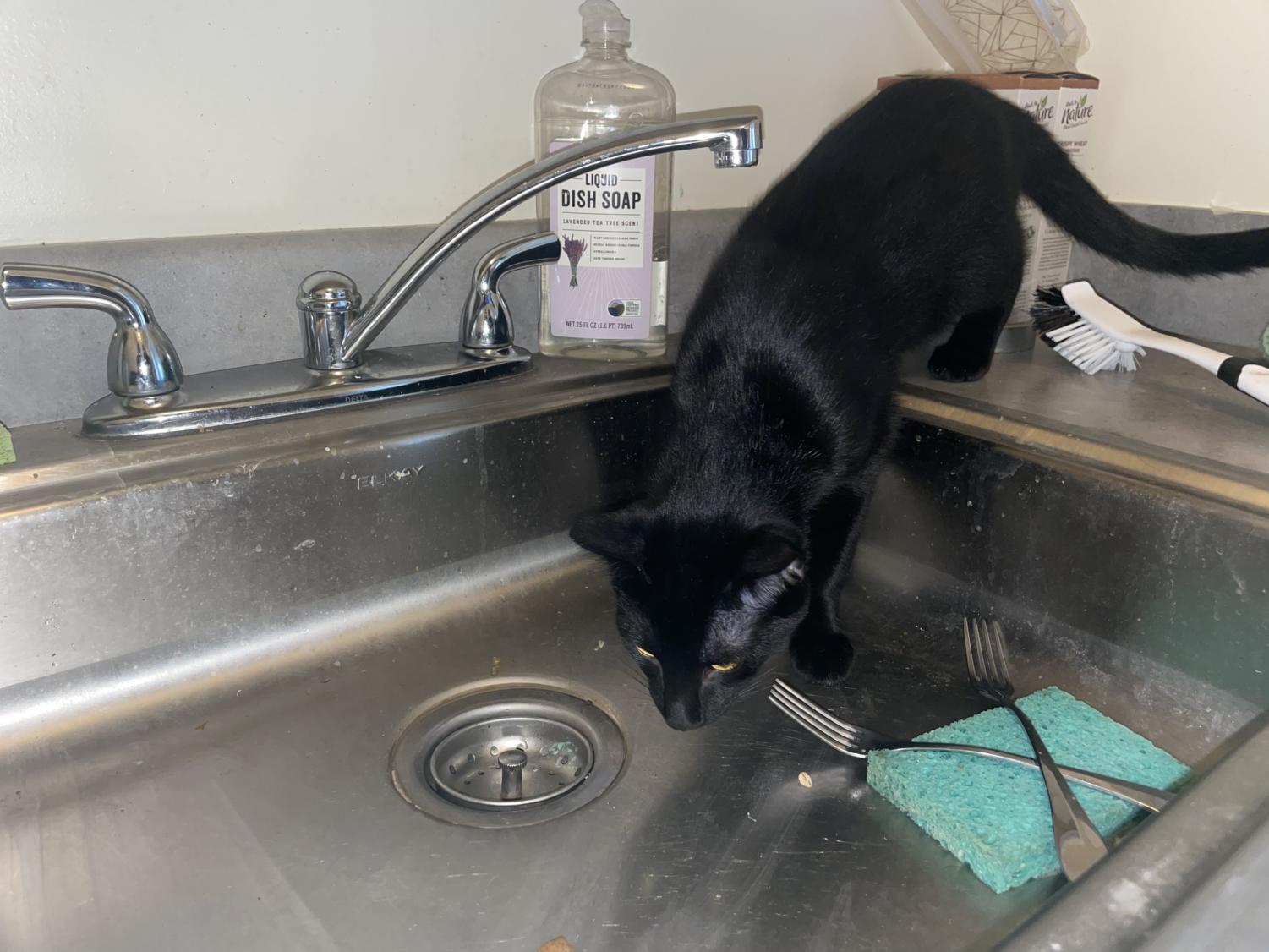 FULLABALOO Commons finally gets dishwashers, campus cats will no