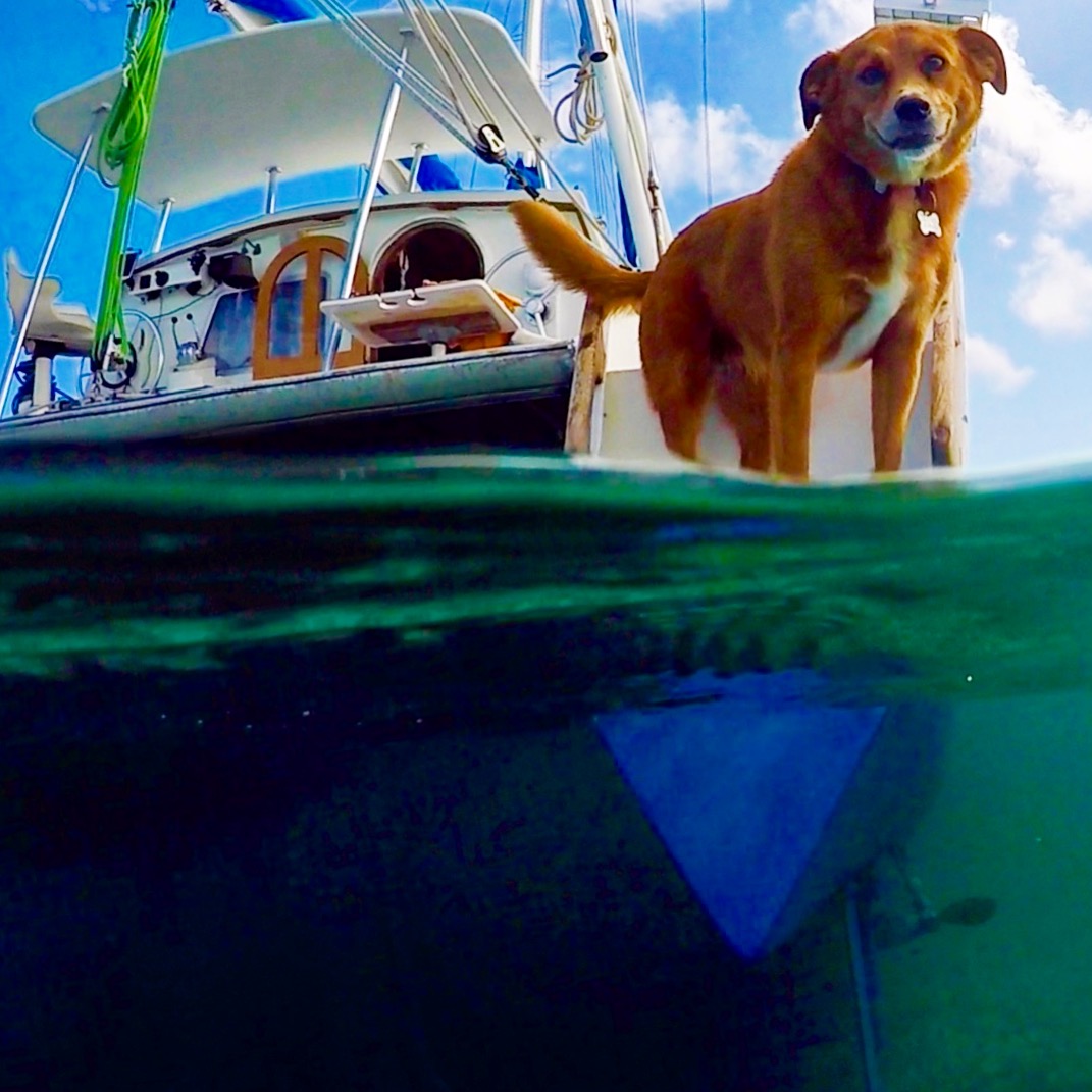 Sailing to the Caribbean with a dog Tula's Endless Summer