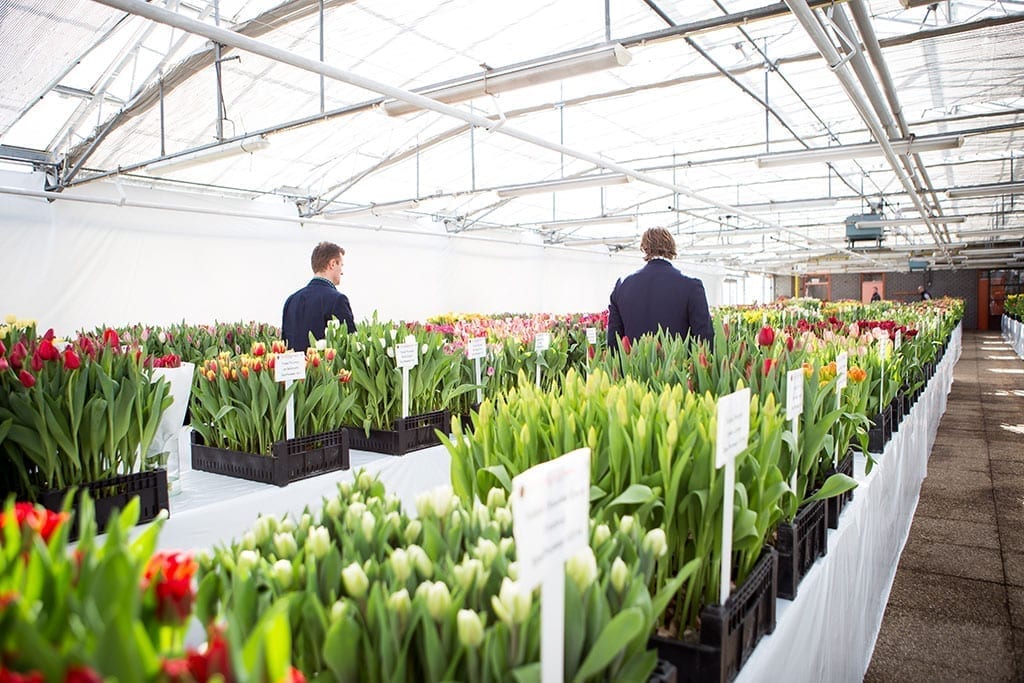 Holland Bulb Market Tulip Trade Event