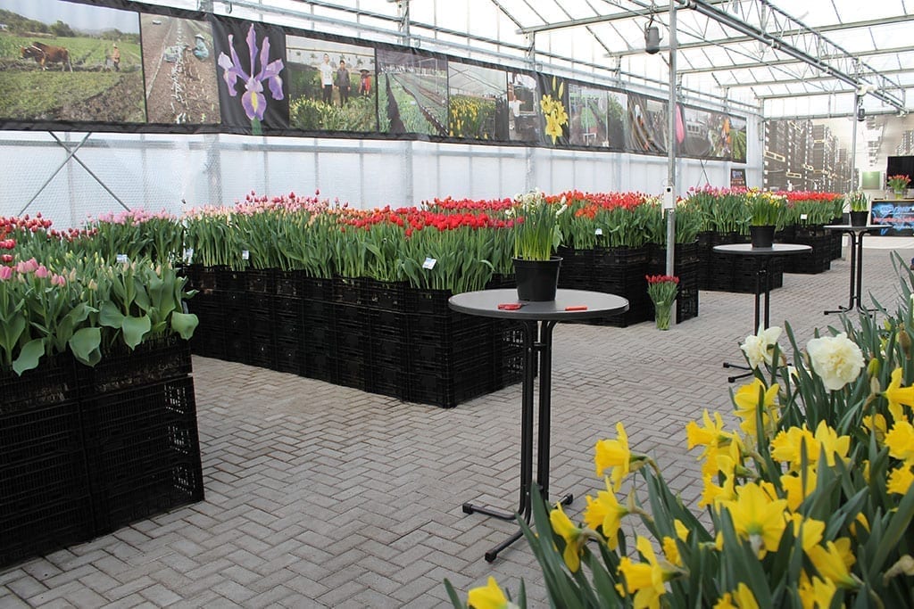 VWS Export Import of Flowerbulbs BV Tulip Trade Event