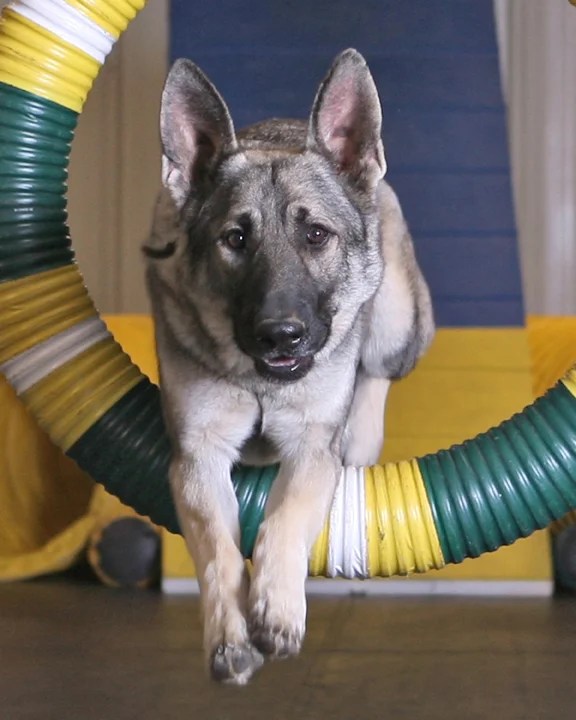 About Tulsa Dog Training Club