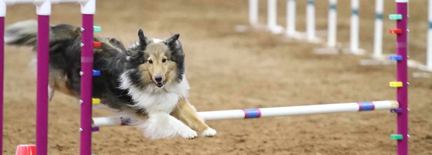 tulsa dog training club classes ThatS Good Logbook Image Library