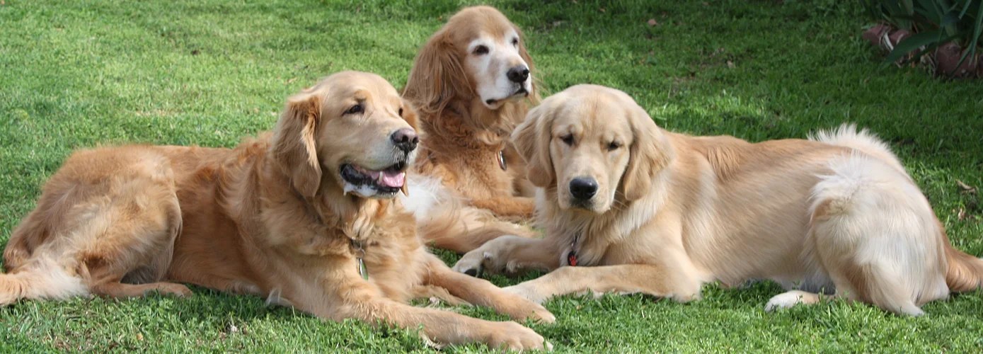 tulsa dog training club classes ThatS Good Logbook Image Library