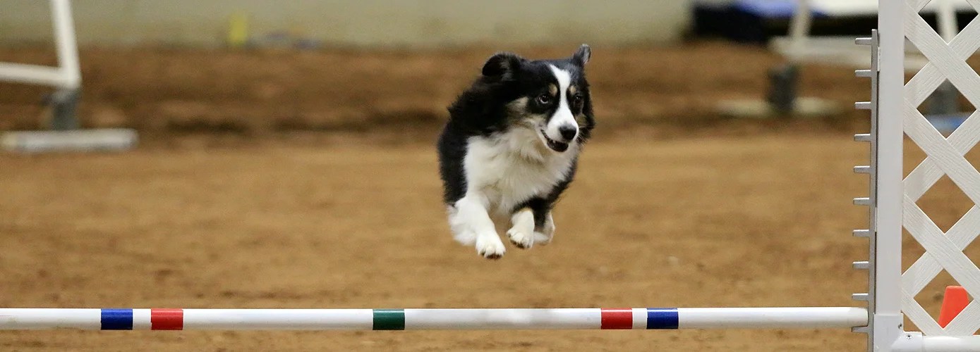 Tulsa Dog Training Club