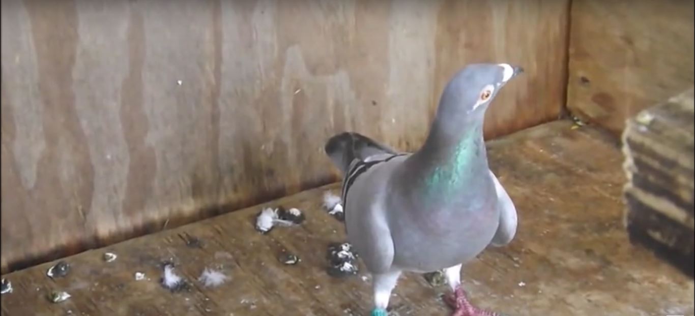 Electric Shock Track for Birds