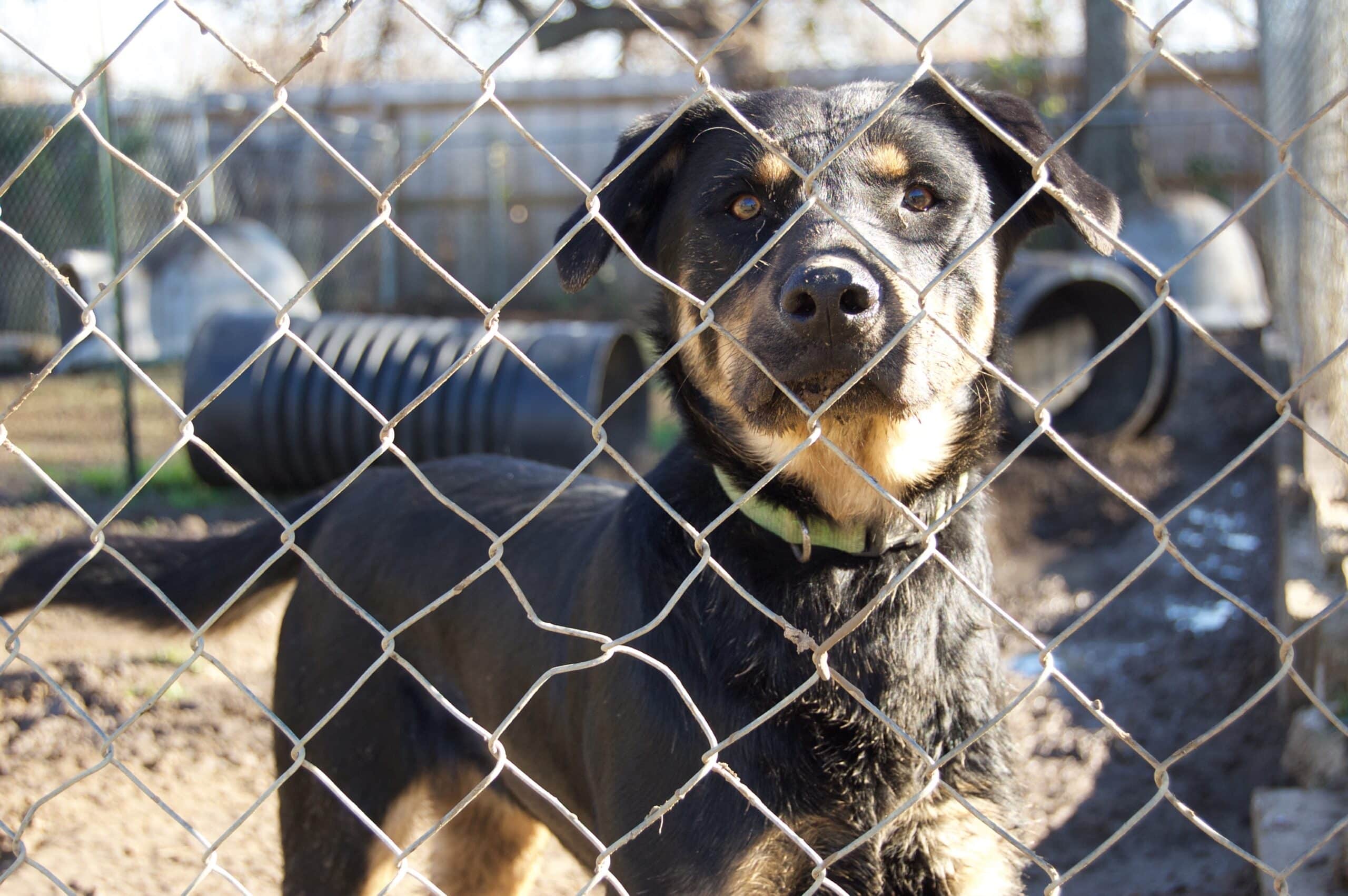 Strays Tulsa SPCATulsa SPCA