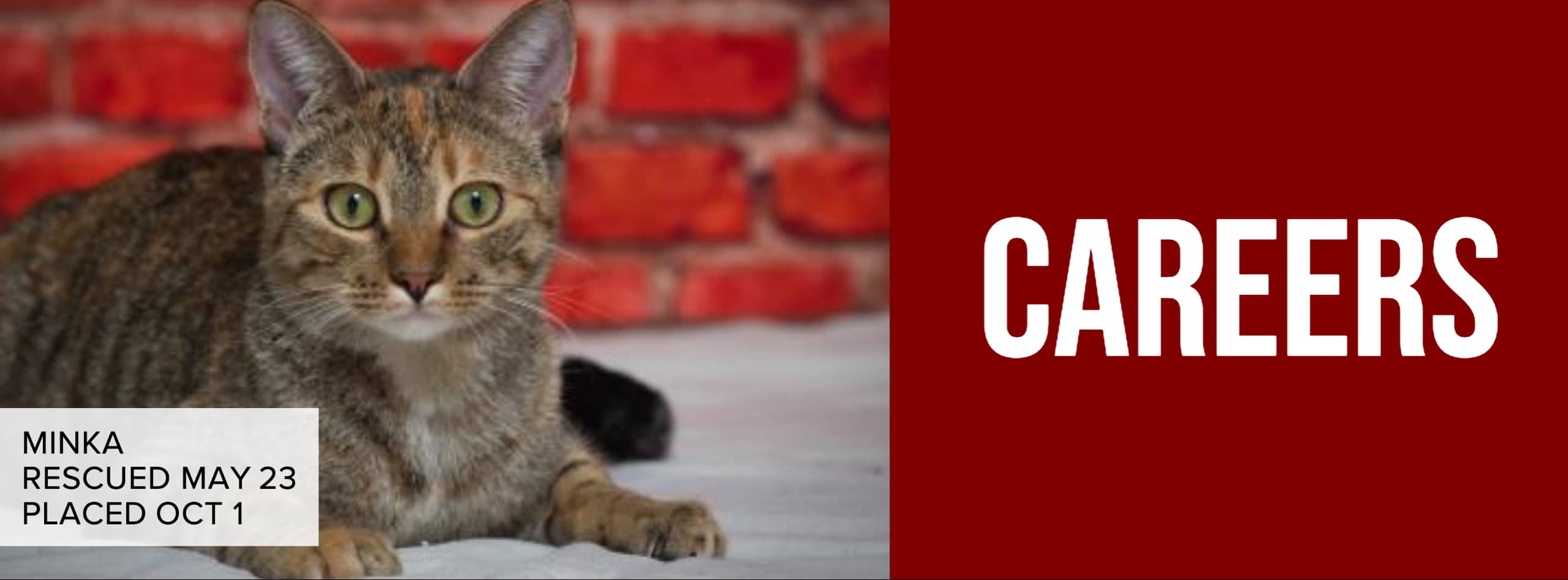 Careers Tulsa SPCATulsa SPCA