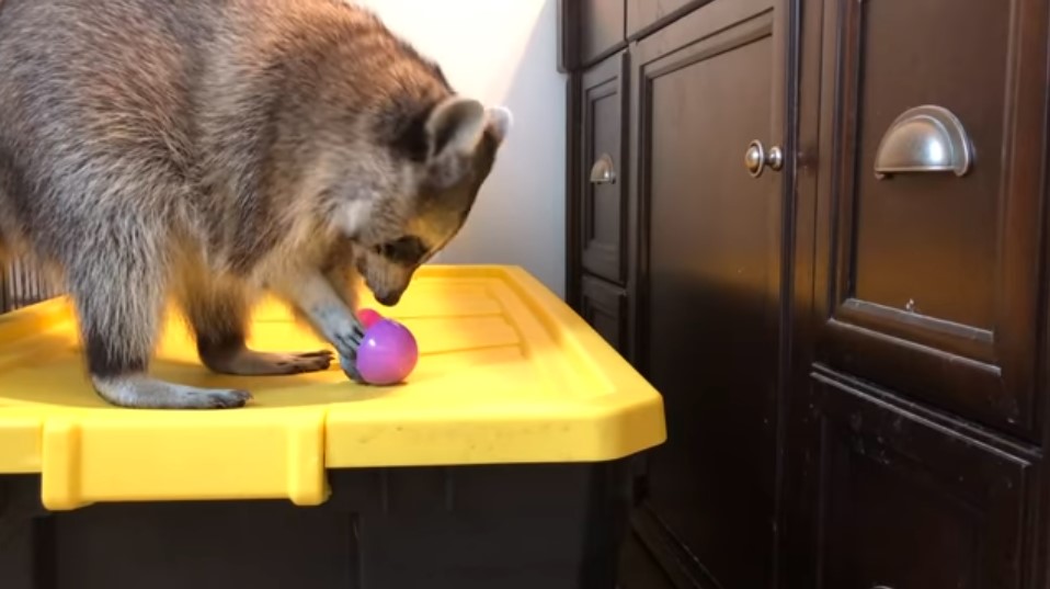 Wildlife Trapping Professionals