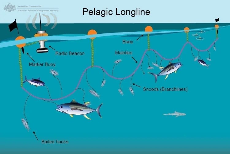 ‘More fish, less impact’ GPS technology helps skippers manage longline