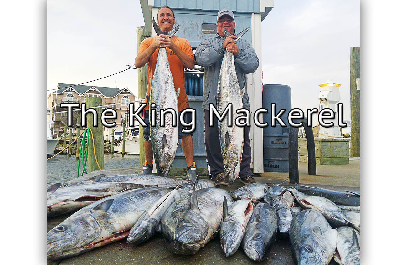 Outer Banks King Mackerel Fishing Charters From Hatteras