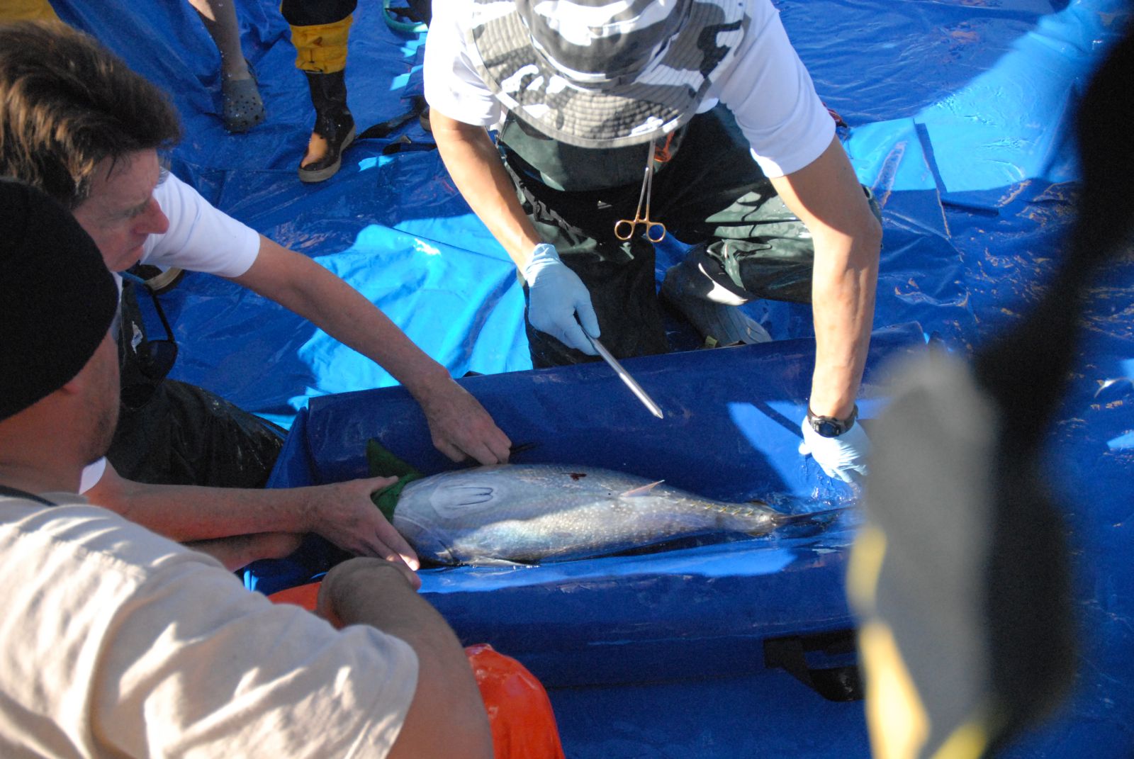 Video & Photo Archive Tuna Research and Conservation Center