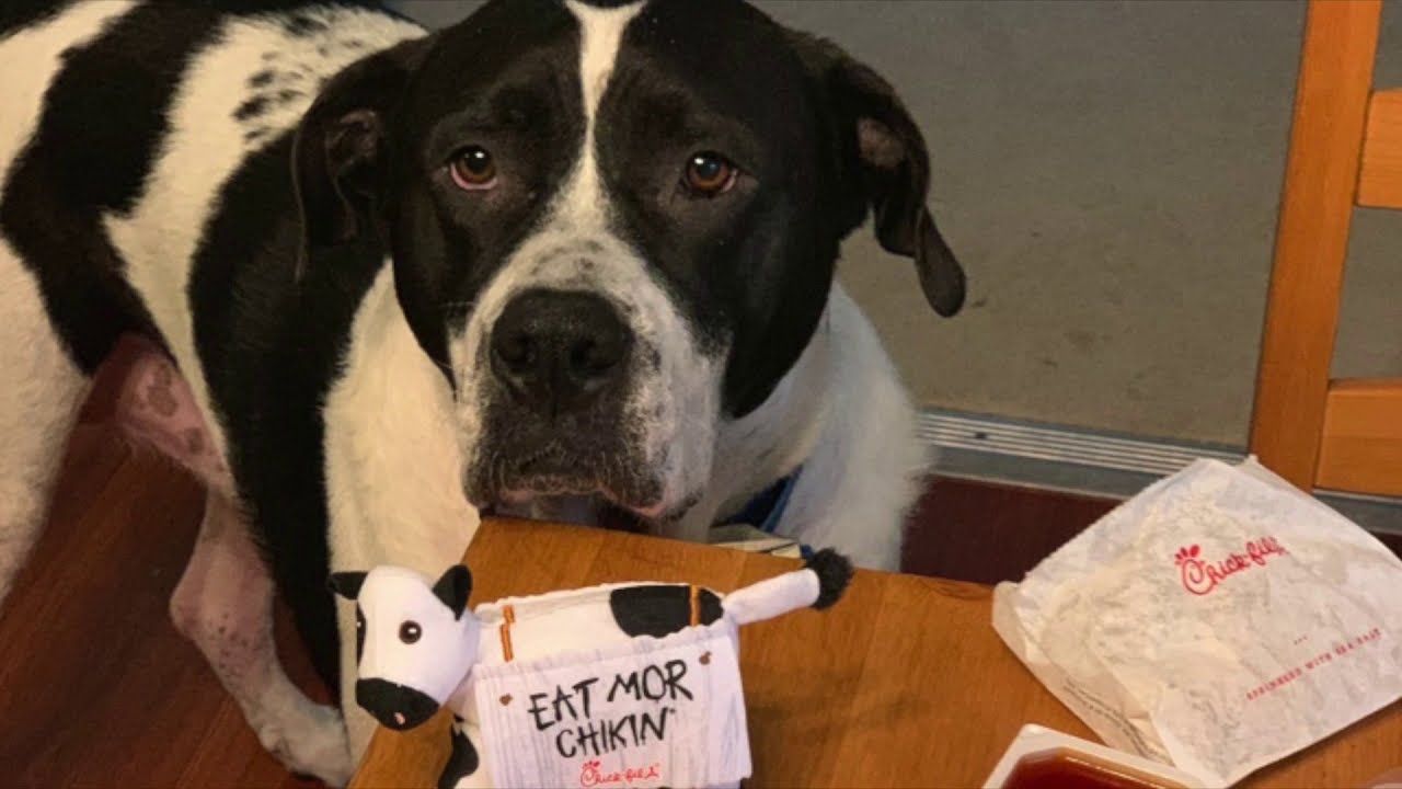 Pet Hair Remover Gets Dog Hair out of Car Carpet, Leather, Seats