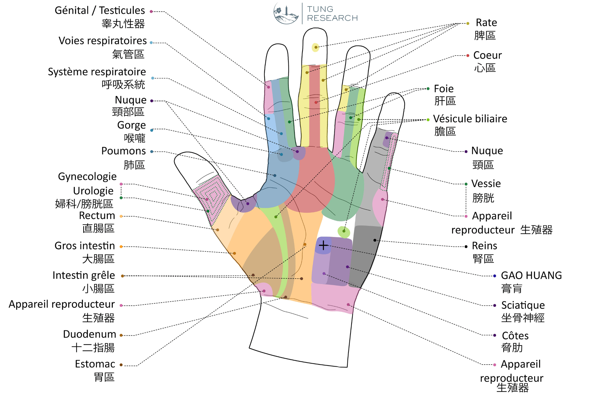 Le diagnostic palmaire Tung Research